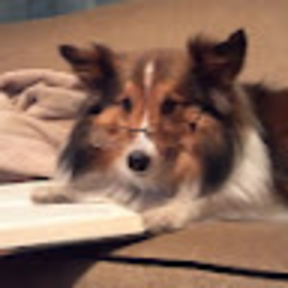 auburnsheltie
